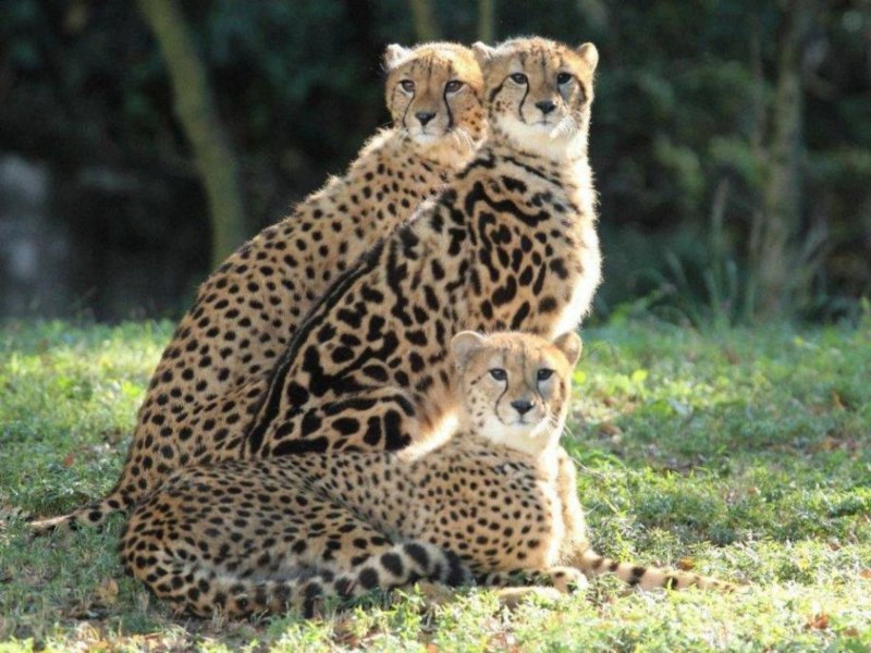 Окрас Королевский гепард