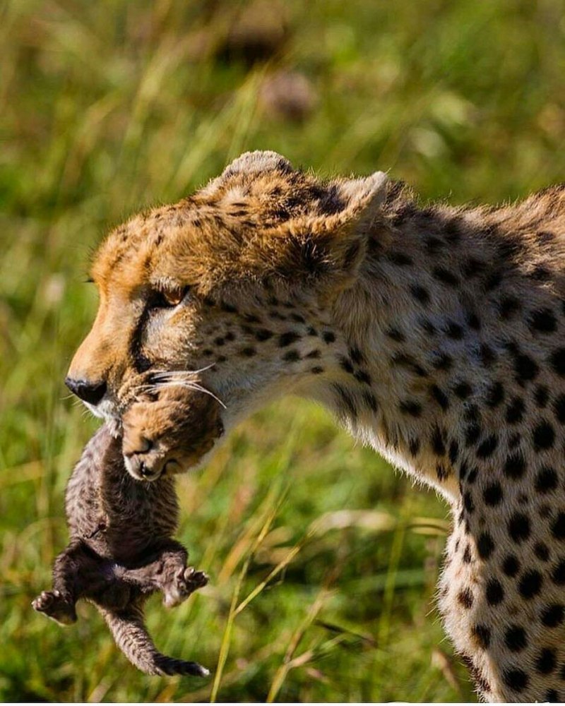 Гепард фурри ферал