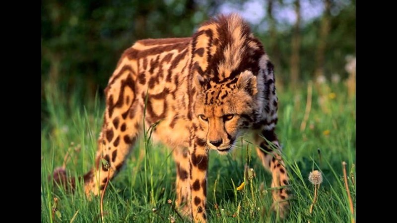 Королевский леопард