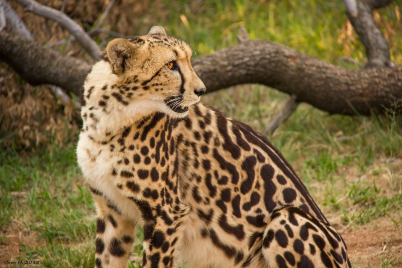 Добрый гепард