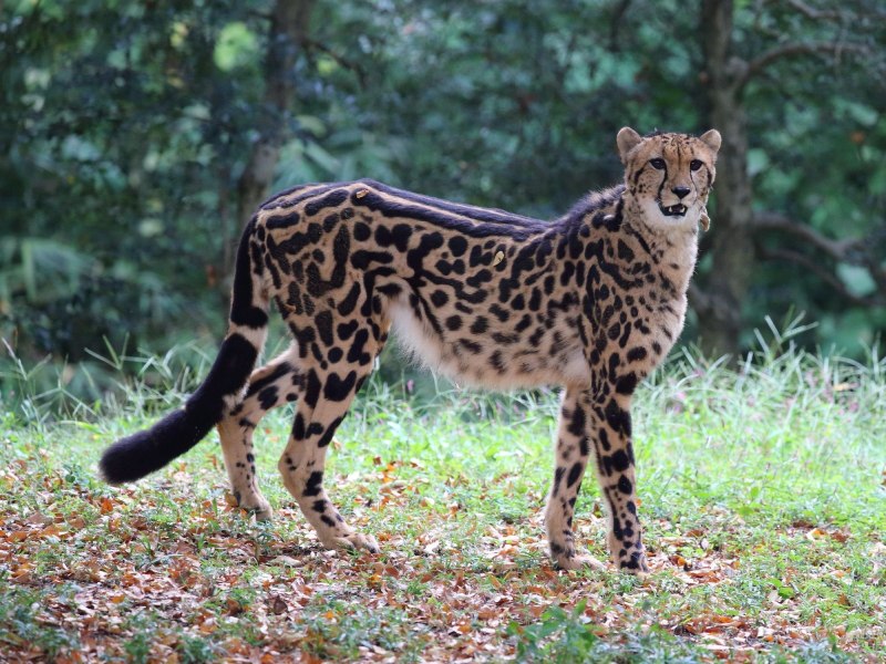Гепард и Королевский гепард