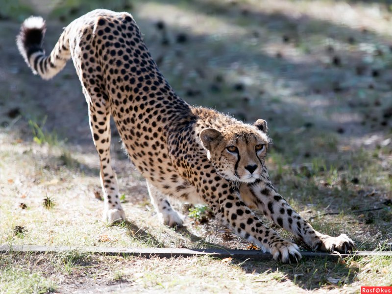 Полосатый гепард
