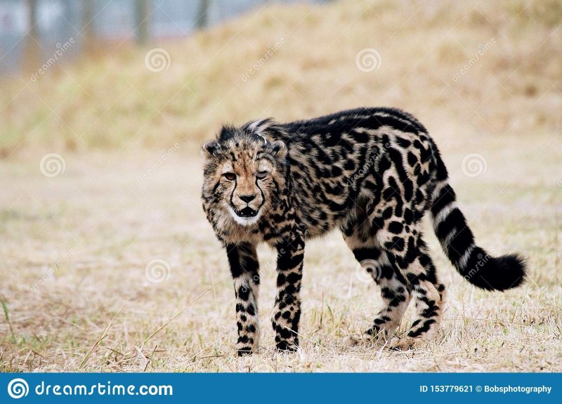 Королевский гепард морда