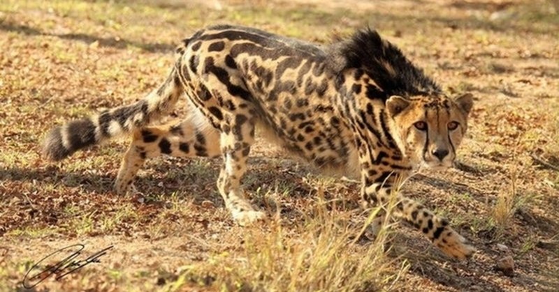 Окрас Королевский гепард