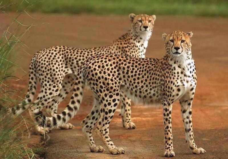 Австралийский гепард