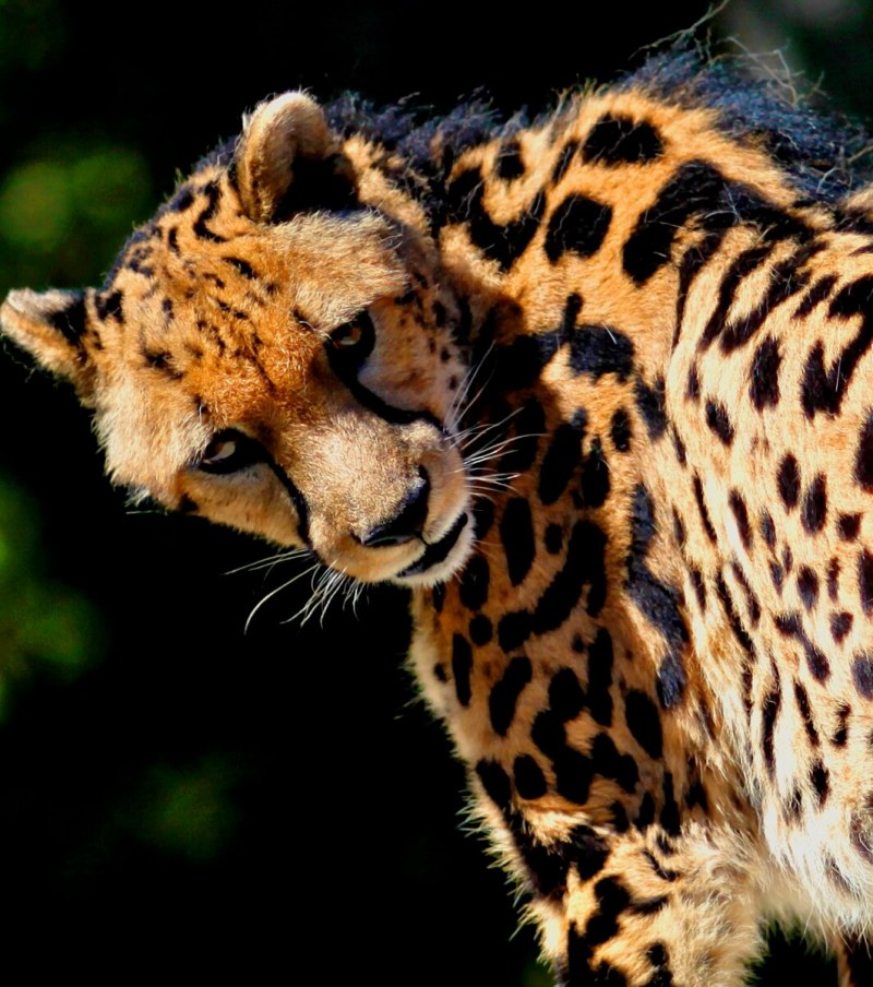 Окрас Королевский гепард