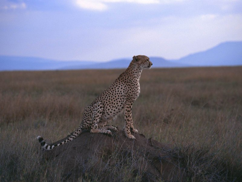 Полосатый гепард