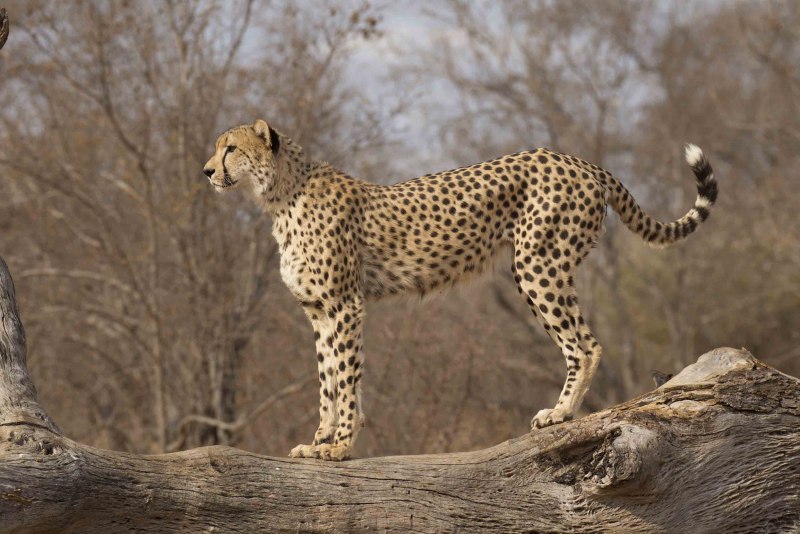 Стая гепардов