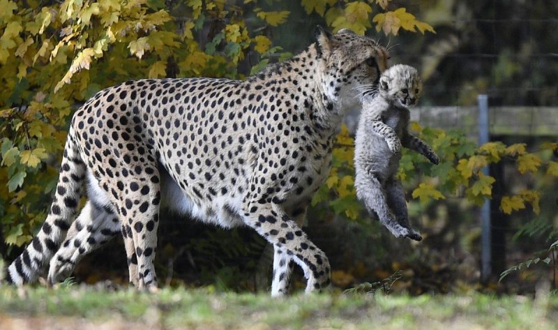 Шиншилловый гепард