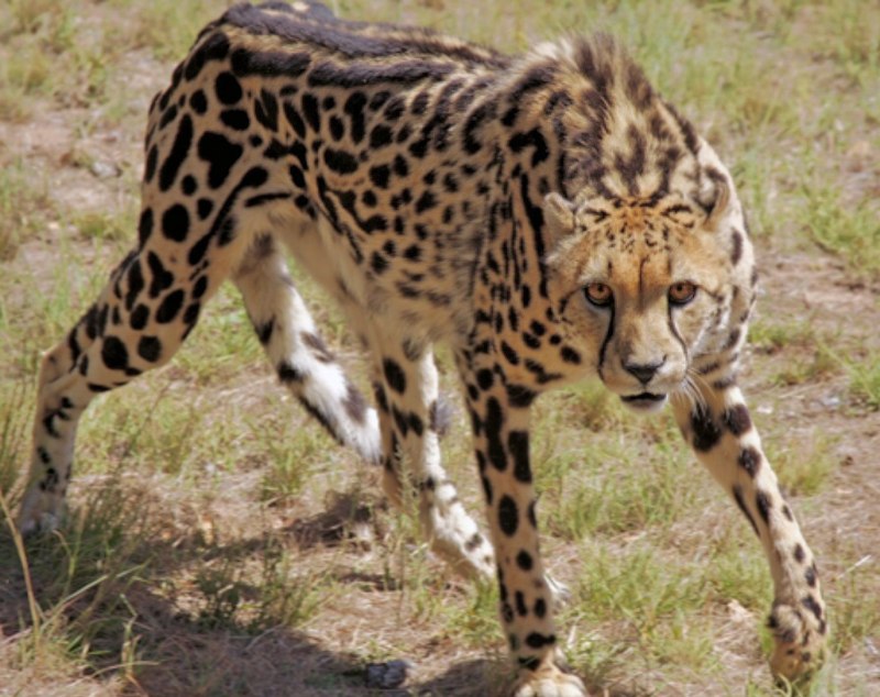 Acinonyx jubatus