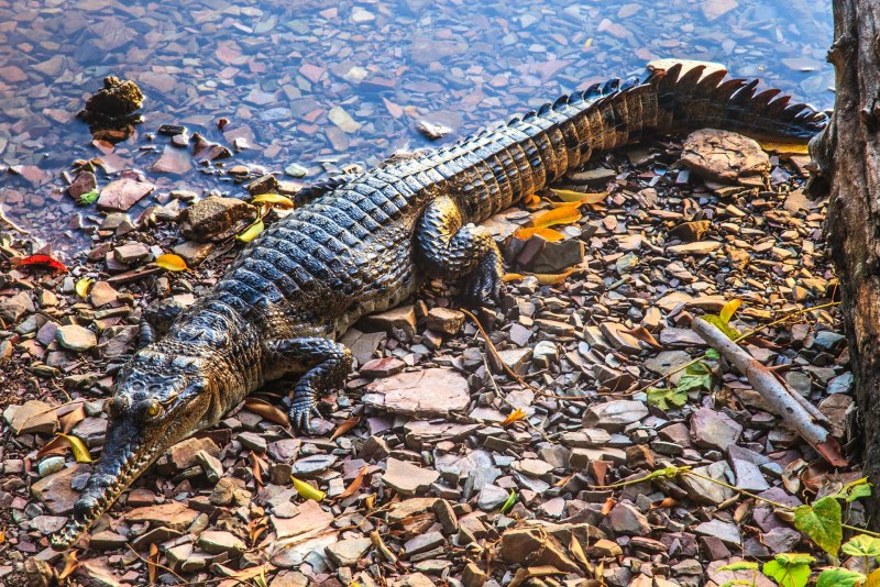 Австралийский узкорылый крокодил