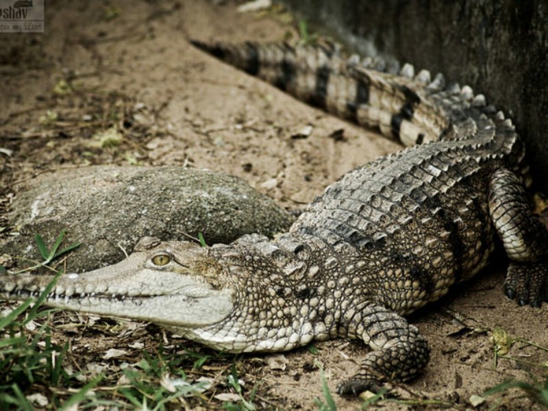 Австралийский узкорылый крокодил