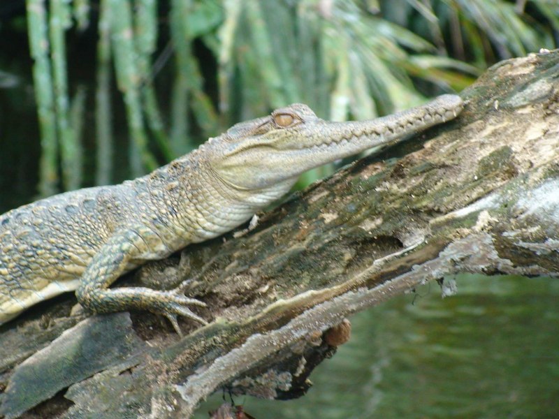 Китайский Аллигатор Alligator sinensis