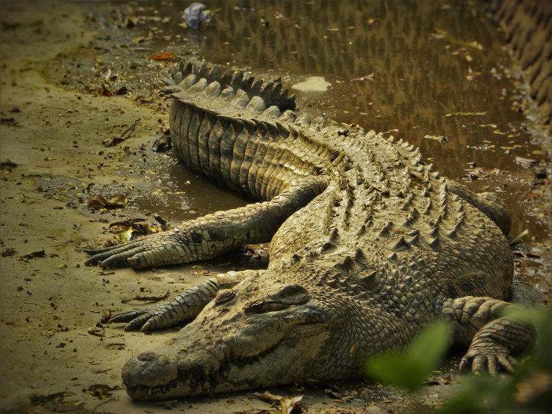 Пресноводный крокодил Википедия