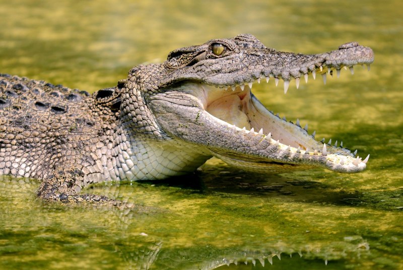 Африканский узкорылый крокодил