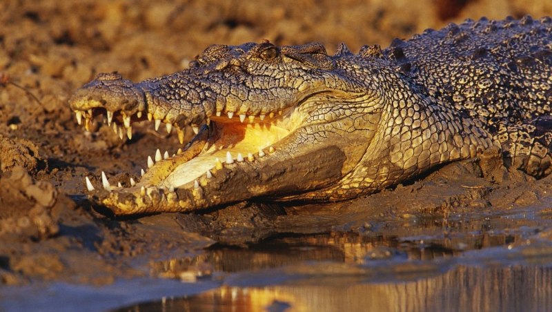 Крокодилы на Филиппинах