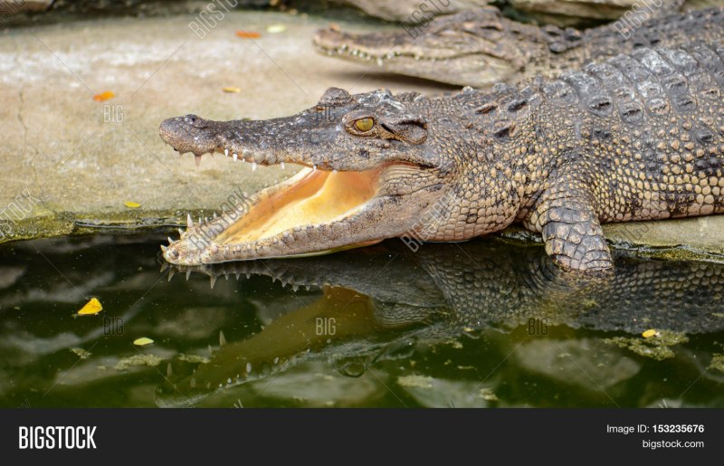 Пресмыкающиеся крокодил ящерица змея
