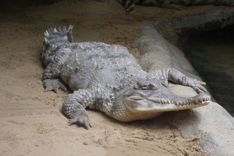 Нильские крокодилы в Египте