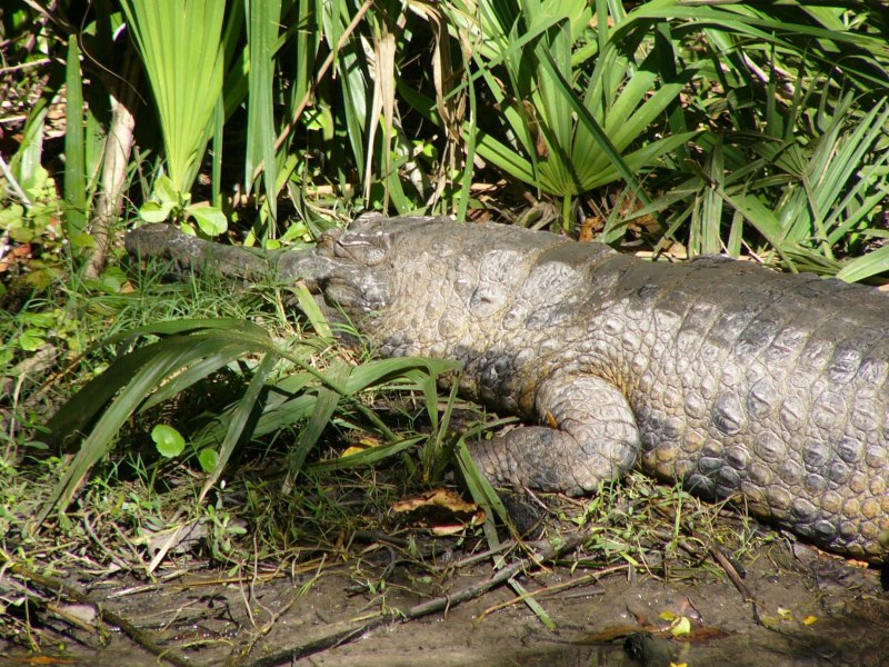 Узкорылый крокодил гавиал