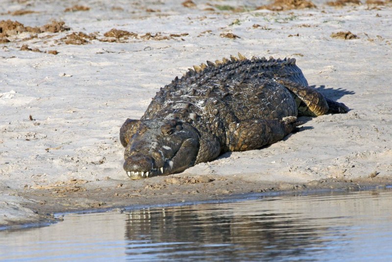 Африканский узкорылый крокодил