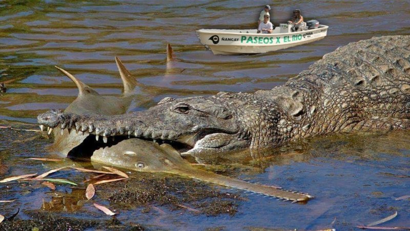 Амазонский Кайман