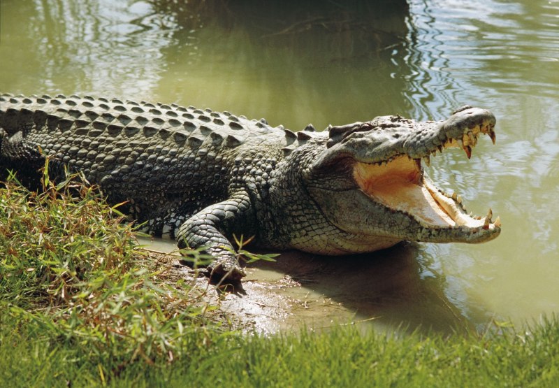 Морской крокодил (Crocodylus porosus)