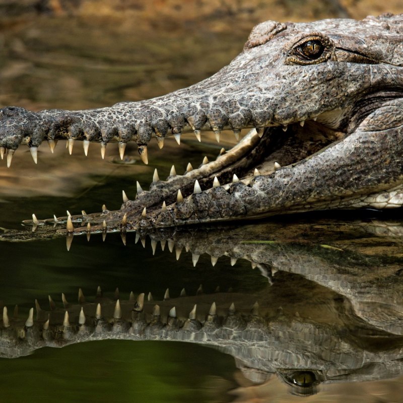 Африканский узкорылый крокодил