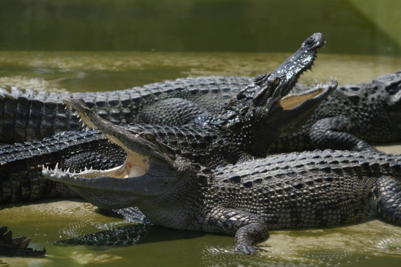 Гребнистый крокодил Рамри