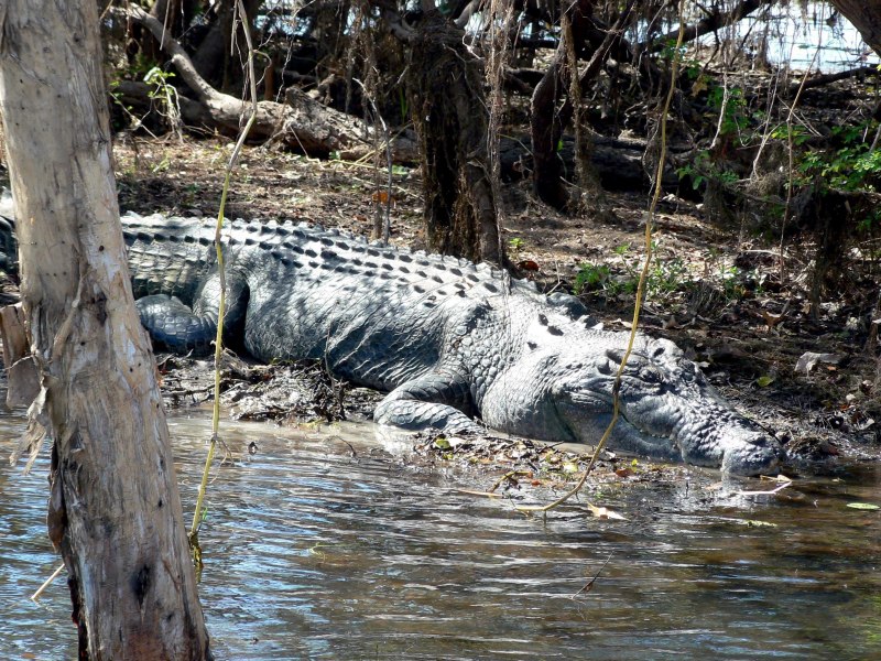 Черный Кайман Амазонка