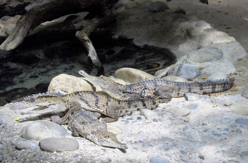 Австралийский узкорылый крокодил (Crocodylus johnstoni)