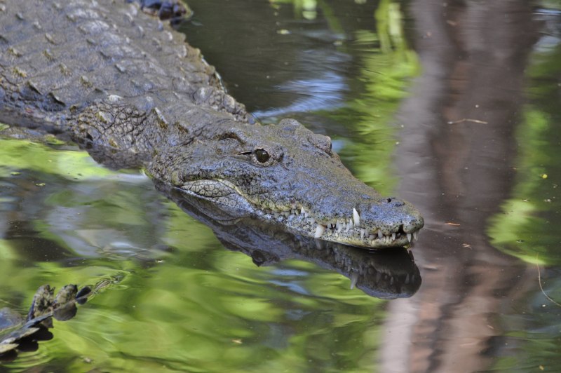Болото с крокодилами