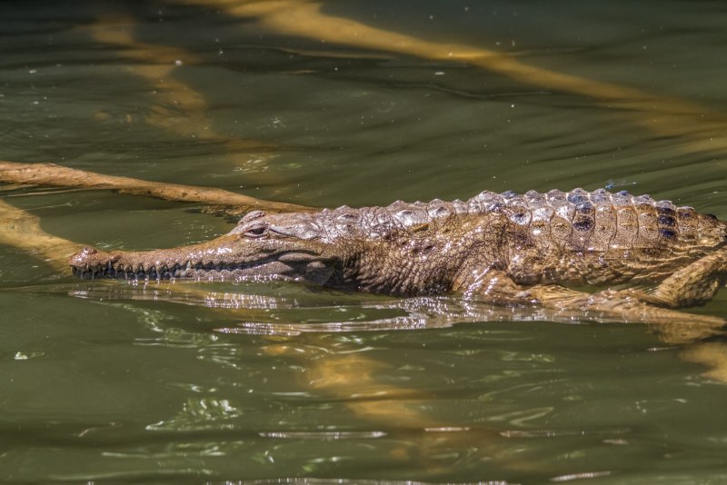 Тупой крокодил