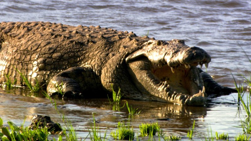 Река крокодилов