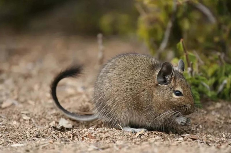 Декоративная белка дегу