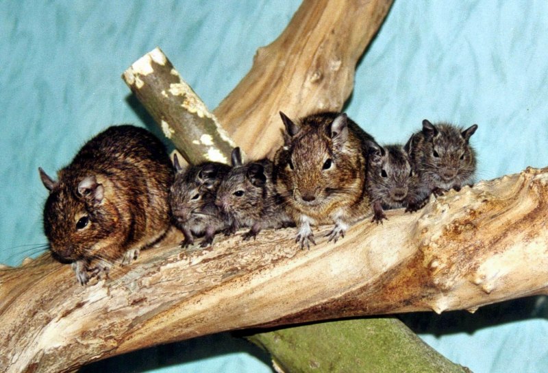 Декоративные белочки домашние