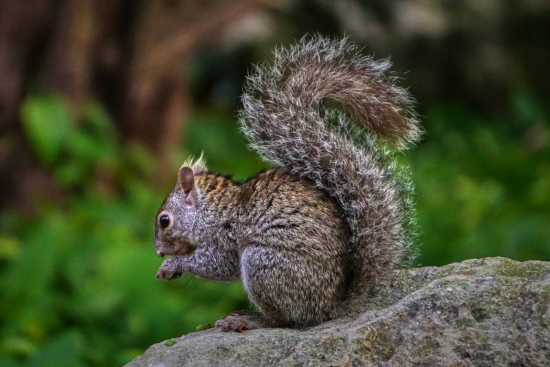 Фото мексиканской булки