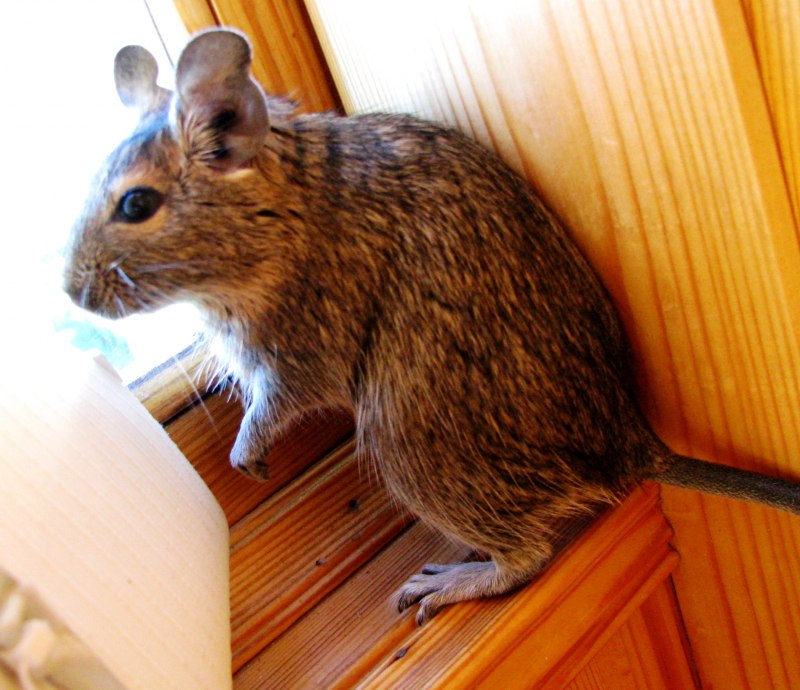 Соневидный дегу