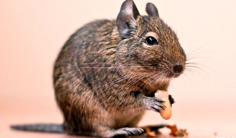 Мексиканская белка дегу