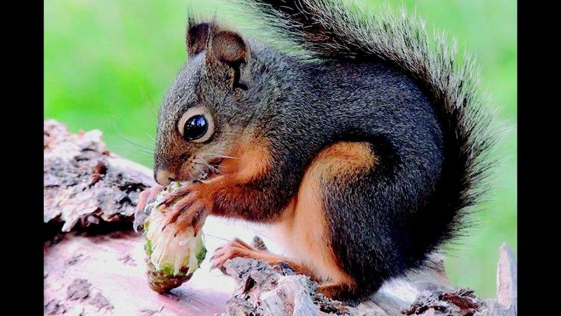 Белая белка