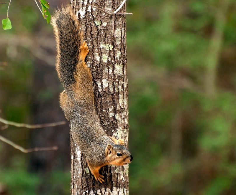 Белка Сулавеси