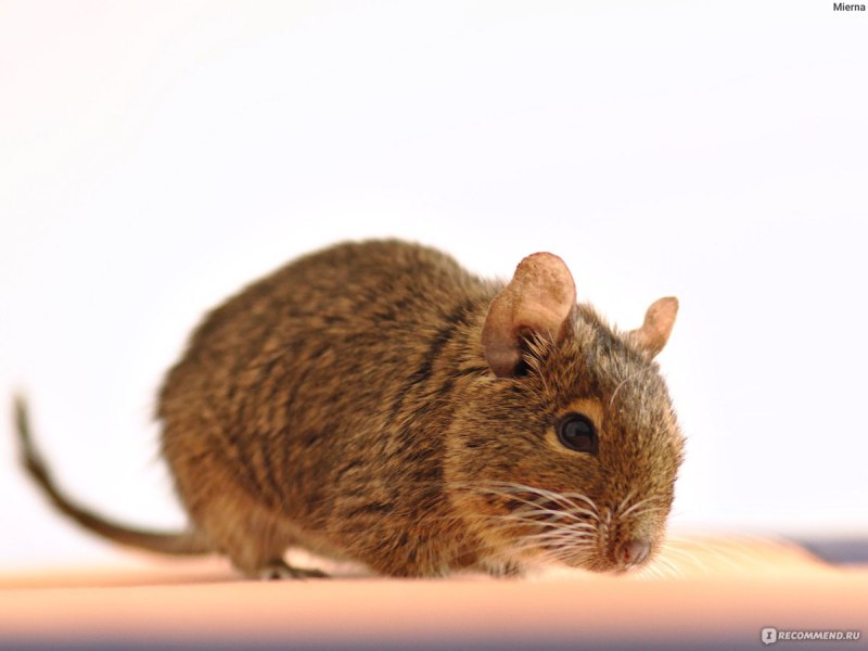 Американская белка дегу