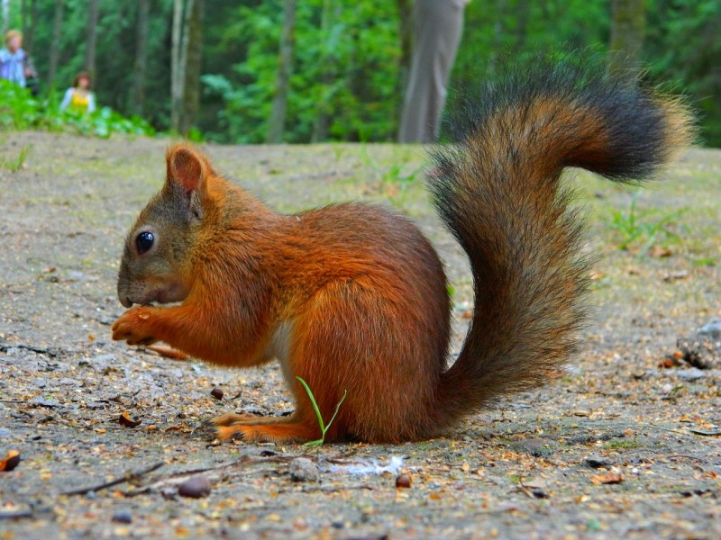 Белка дегу маленькая