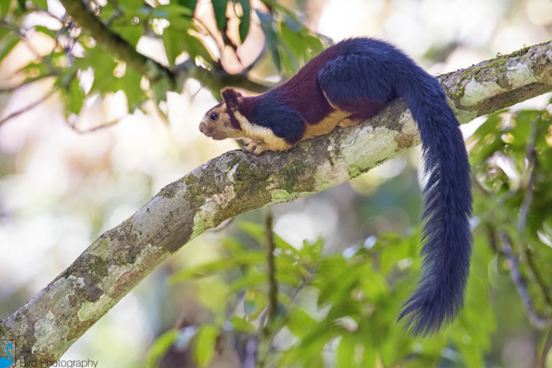 Ратуфа индийская гигантская белка
