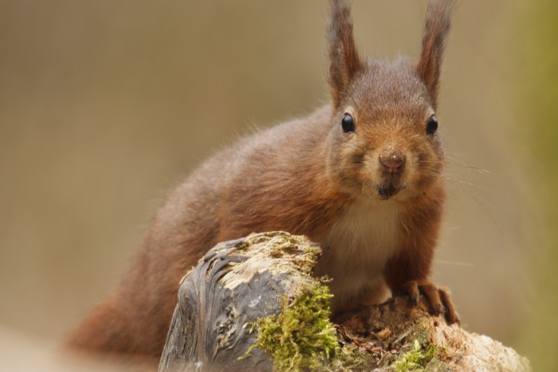 Крыса белка