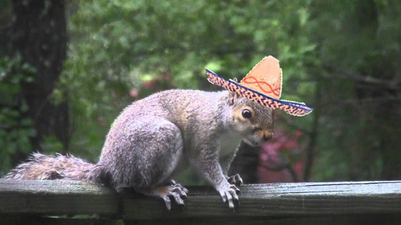 Корм для белки дегу