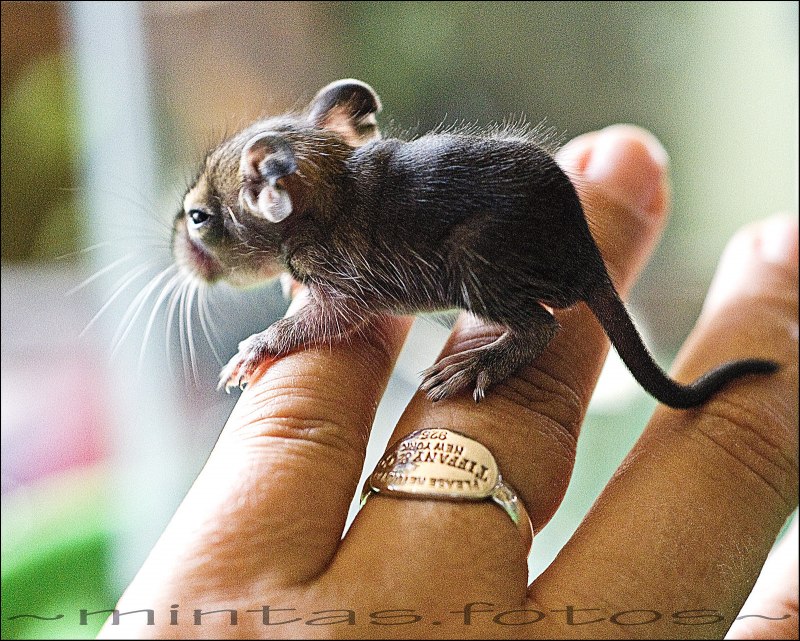 Пёстрая белка