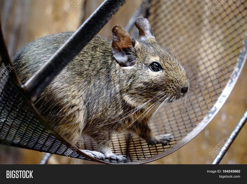 Грызуны белка обыкновенная