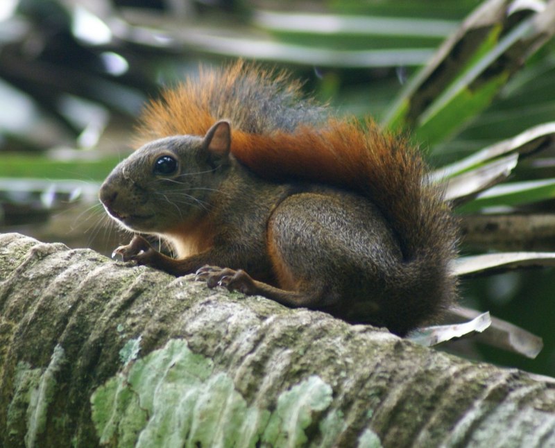 Новорожденные Детеныши дегу
