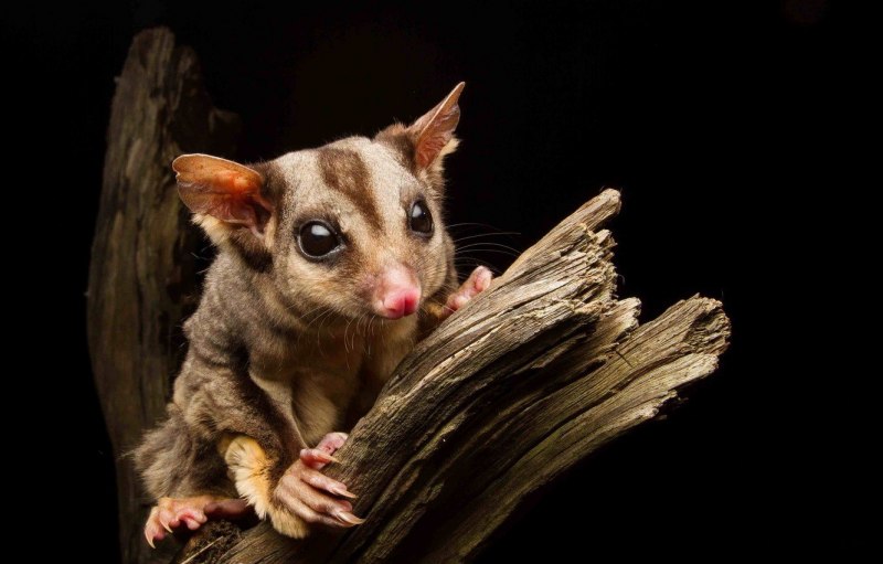 Северная белка