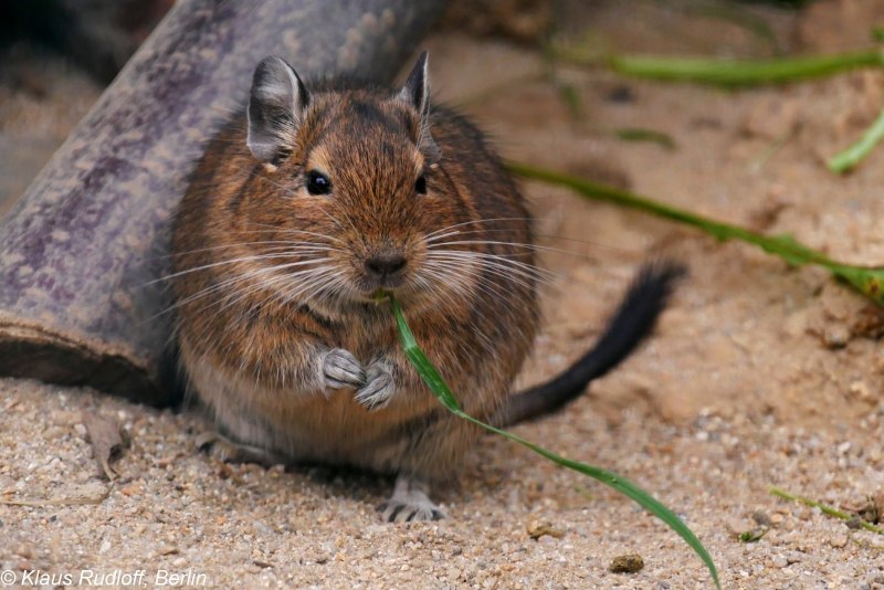 Колесо для дегу
